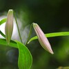 ササユリ 2/3
