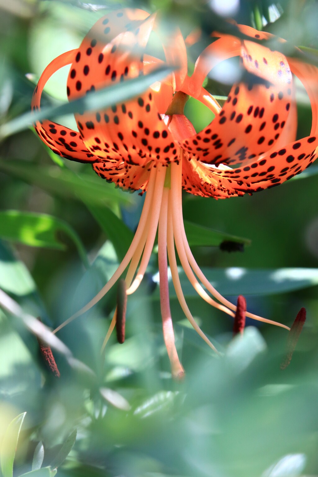 今季初開花
