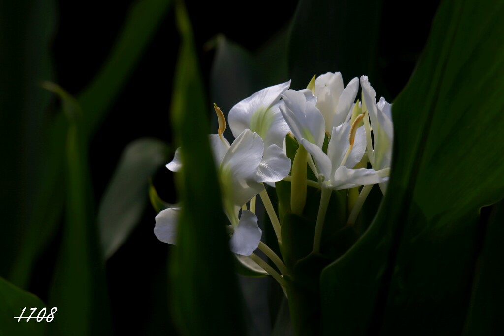 ジンジャーリリー