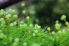 苔の世界２５－２６（タマゴケ）