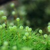 苔の世界２５－２６（タマゴケ）