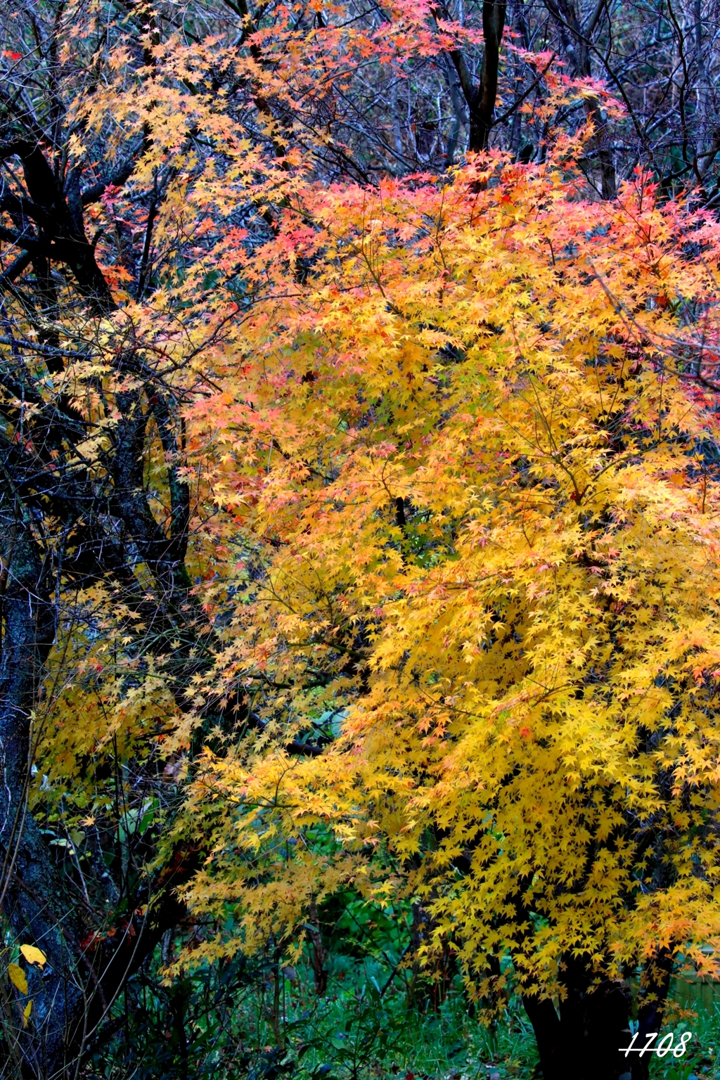 昨年の紅葉