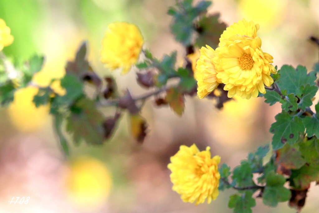 冬の菊