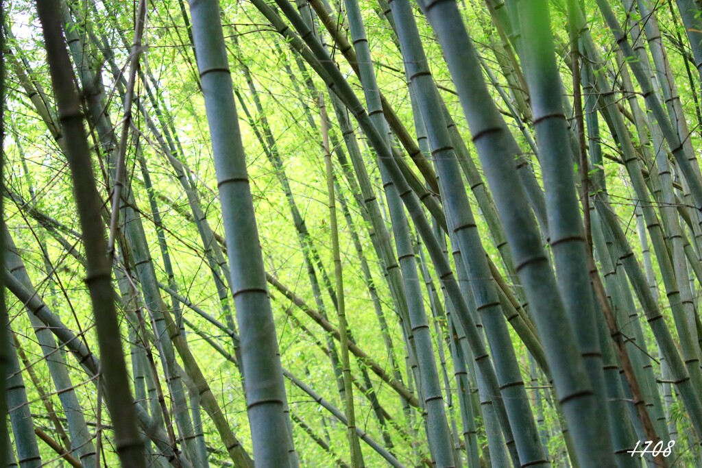 竹林