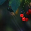 赤い実 2/2