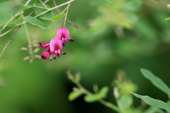 開花