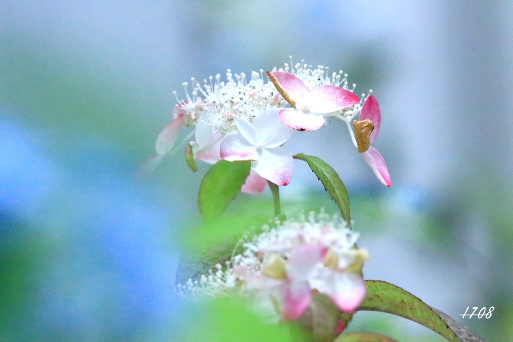 紅