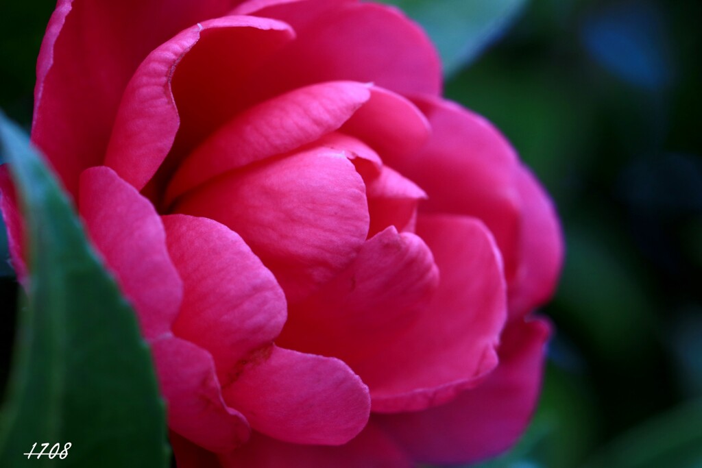 山茶花