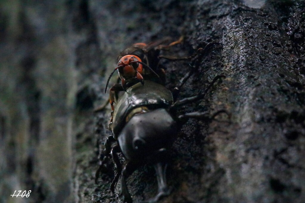 カブトムシ VＳ オオスズメバチ