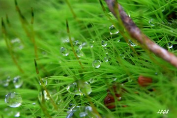 苔の世界 ２５－９（水玉）