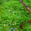 苔の世界 ２５－９（水玉）