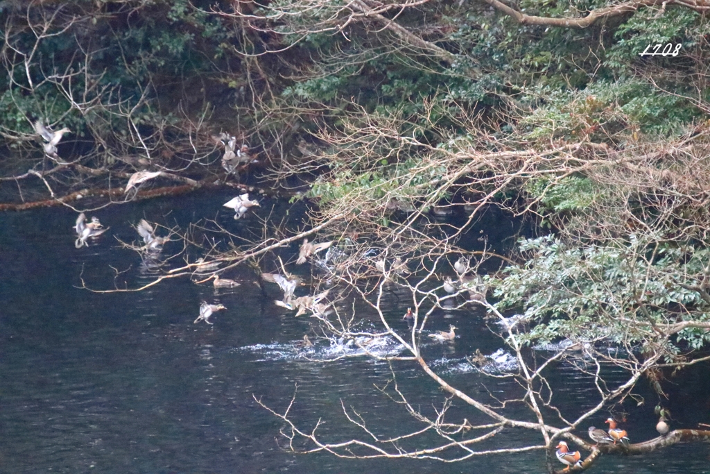 カモかもカモかもカモかもカモかもカモかもカモ・・・・・・９