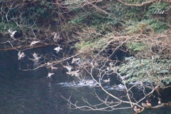 カモかもカモかもカモかもカモかもカモかもカモ・・・・・・９