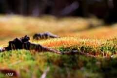 苔の世界２５－１３（日本庭園）