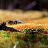 苔の世界２５－１３（日本庭園）