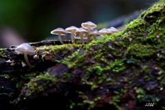 苔の世界 ２０２６－３７（きのこ）