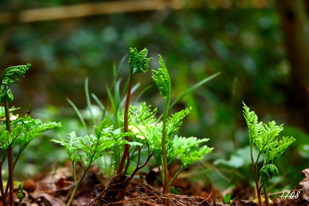 カンワラビ ２