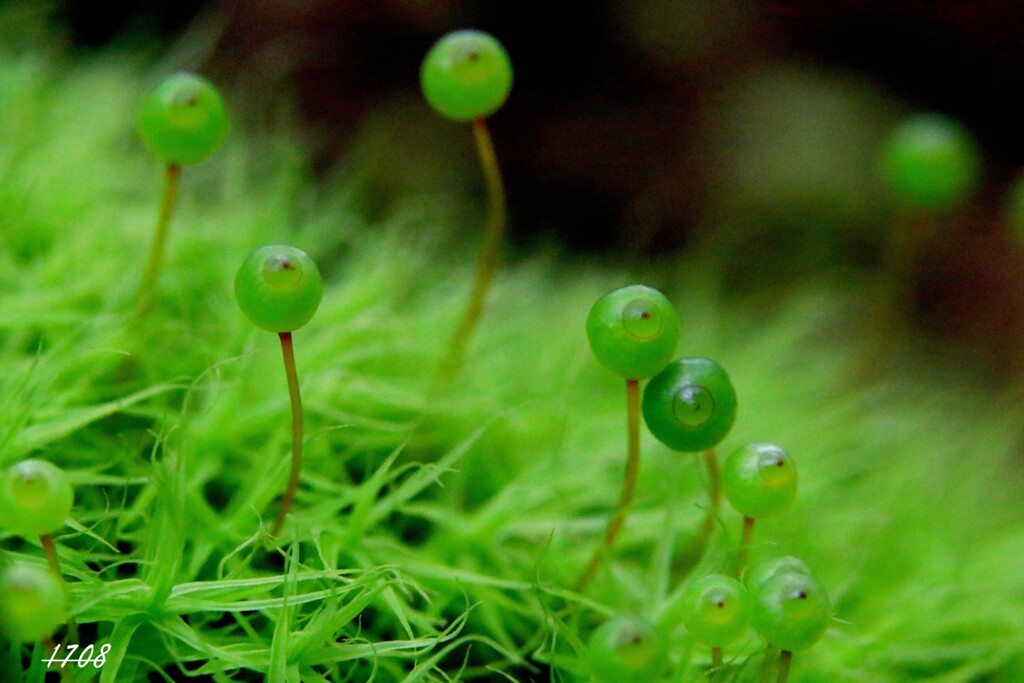 苔の世界２５－３２（タマゴケ）