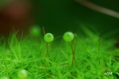 苔の世界２５－２８（タマゴケ）