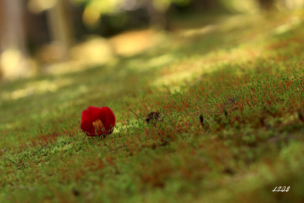 苔の世界 31（椿）