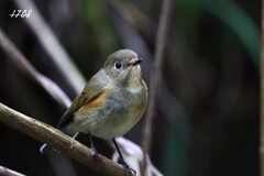 里山のルリビタキ 1/2