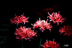 ダイヤモンドリリー