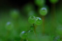 苔の世界２５－２２（タマゴケ）