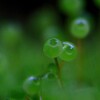 苔の世界２５－２２（タマゴケ）