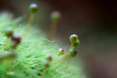 苔の世界２５－３６（タマゴケ）