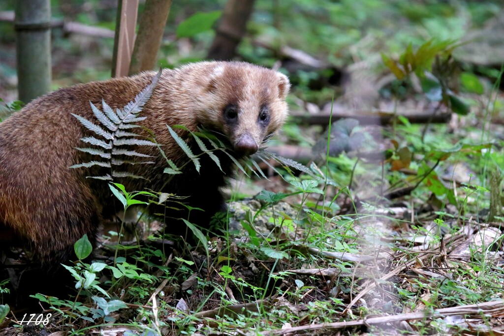 アナグマくん