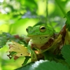 モリアオガエル