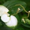 半夏生 ３