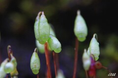 苔の世界 ２５－１０（胞子）