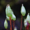 苔の世界 ２５－１０（胞子）