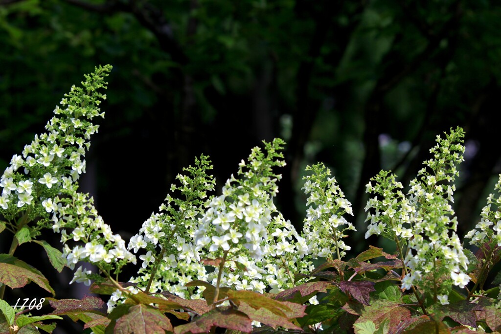 柏葉紫陽花