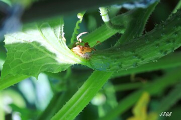 キュウリから葉っぱ