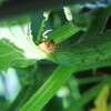 キュウリから葉っぱ