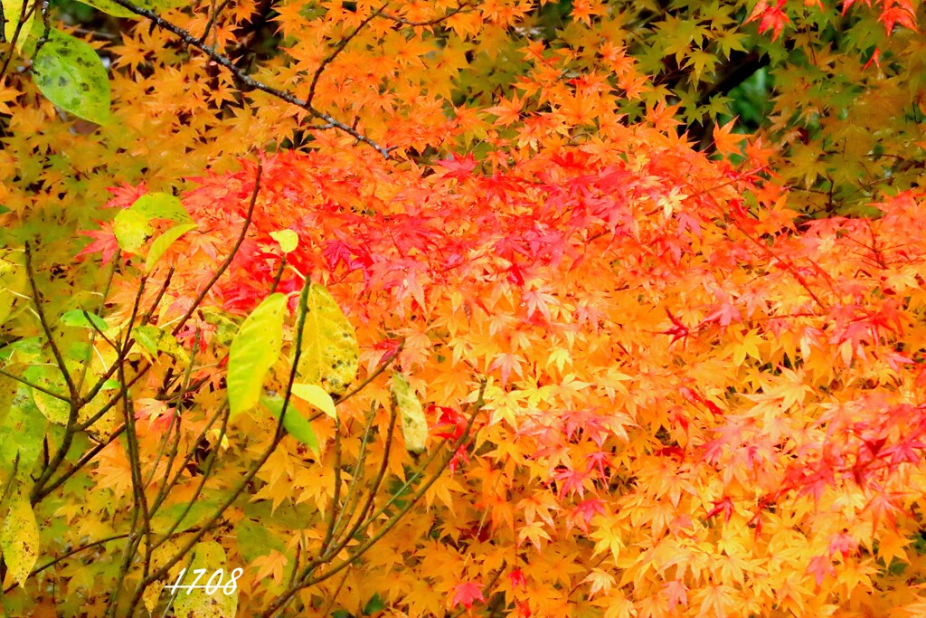 里山のもみじ1/3