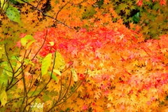 里山のもみじ1/3