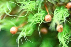 苔の世界２５－４１（タマゴケ最終）