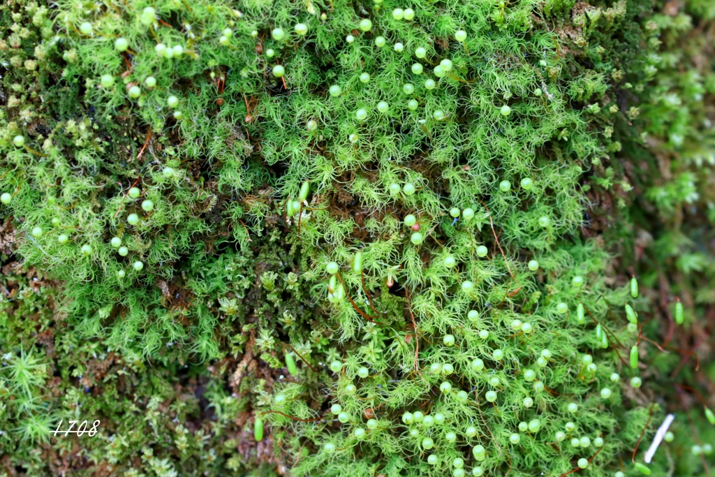 苔の世界１