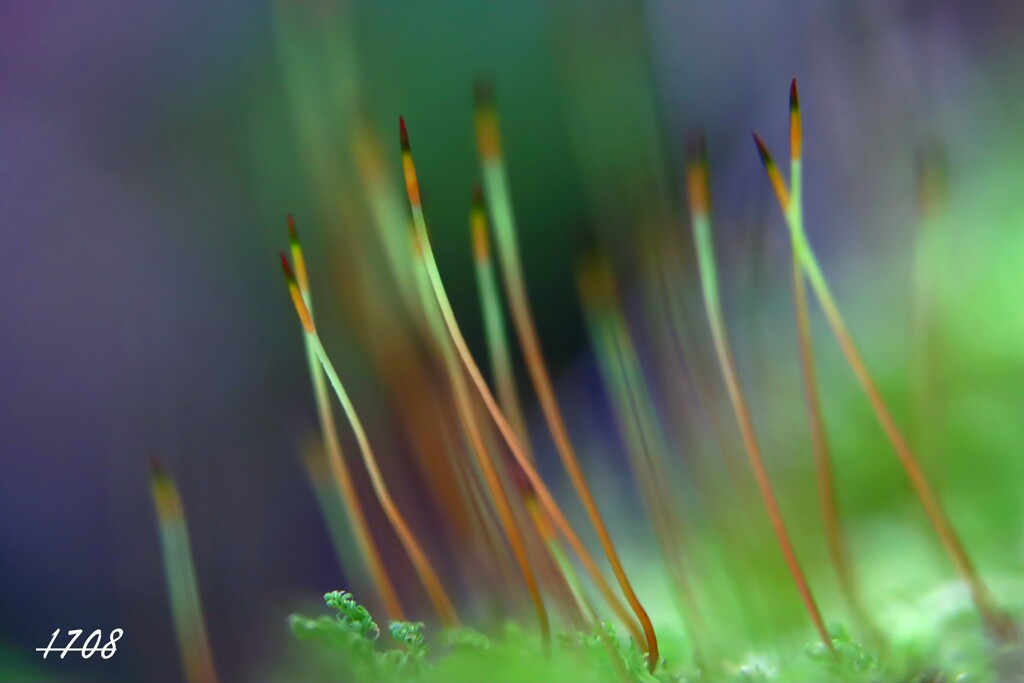 苔の世界 ２０２６ー１（成長中）