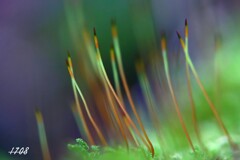 苔の世界 ２０２６ー１（成長中）