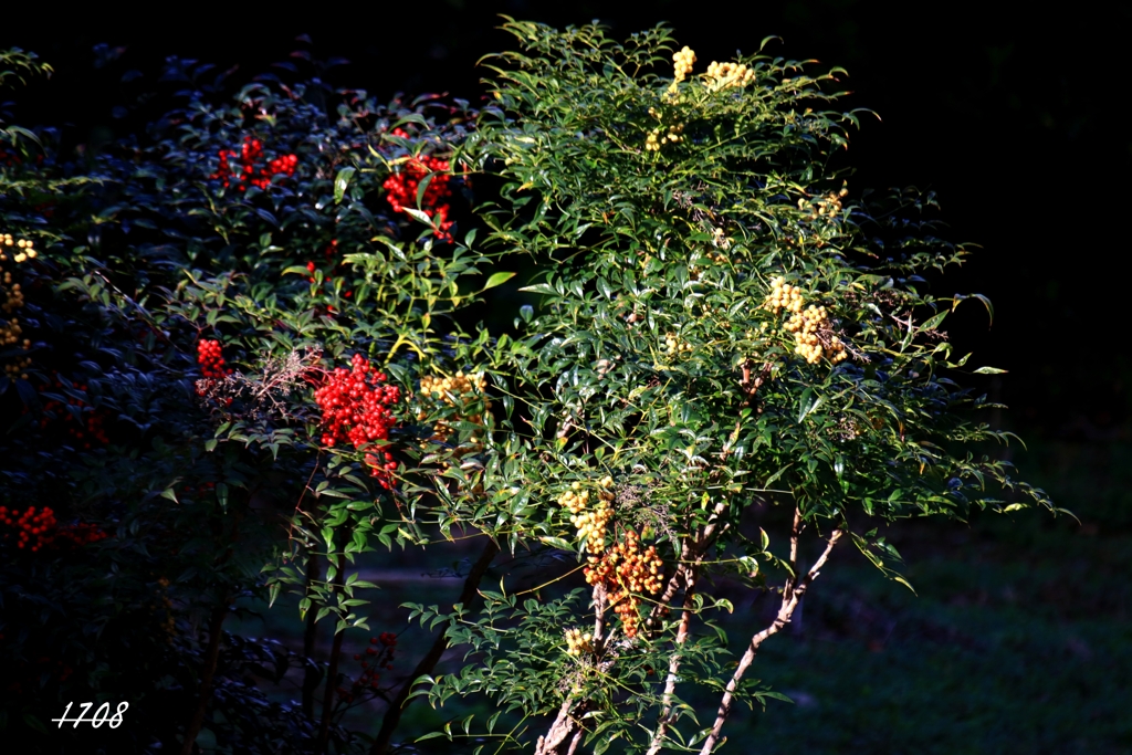 紅白南天