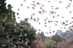 カモかもカモかもカモかもカモかもカモかもカモ・・・・・・６