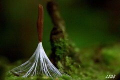 苔の世界 ２０２６ー８（着陸）