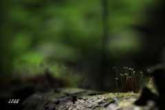 苔の世界 50