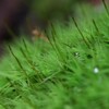 苔の世界　2024-1