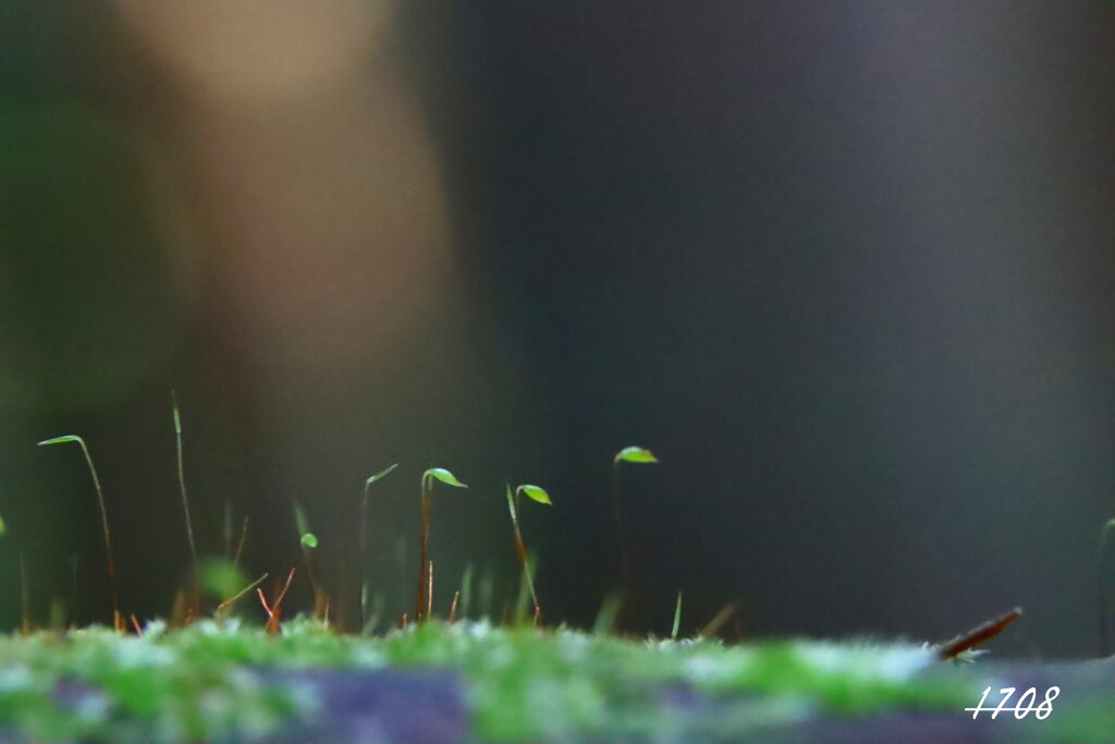 苔の世界 ２０２６ー９（胞子）