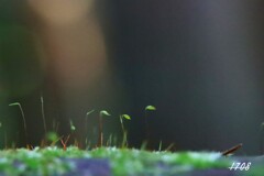 苔の世界 ２０２６ー９（胞子）